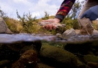Underwater fly fishing photography (35)