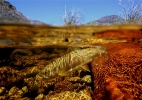 Underwater fly fishing photography (38)