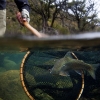 Underwater fly fishing photography (43)
