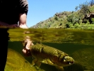 Underwater fly fishing photography (7)