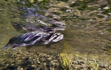 Karnemelk Stream (12)