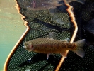 Karnemelk Stream (14)