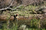 Karnemelk Stream (1)