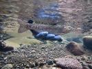Karnemelk Stream (21)