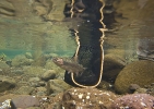 Karnemelk Stream (24)