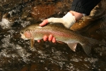 Karnemelk Stream (27)