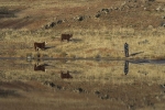 Reflections Owl Dam - Billy de Jong