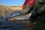 Releasing a rainbow, Yellow-bill Dam Highland Lodge, Molteno