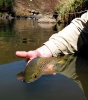 Mooi River brown trout Shaun Futter