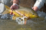 Yellowfish Sterkfontein Gerhard Laubscher 2