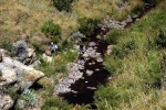 Willow stream E Cape