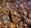 TROUT OVER BRIGHT PEBBLES