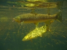 Trout and yellowfish (Phil Hills) (2)