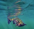 underwater trout (23)