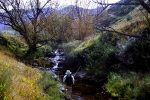 Filtering sunlight on the Bradgate stream