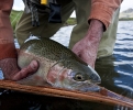 Rainbow trout from Birkhall Lake
