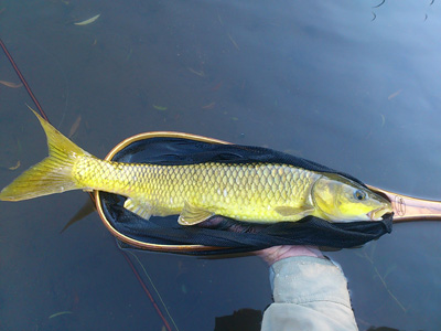 yellow234