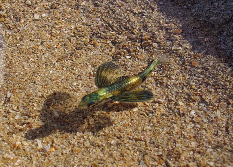 Juvenile flying fish &ndash; Text and images from Darryl Lampert