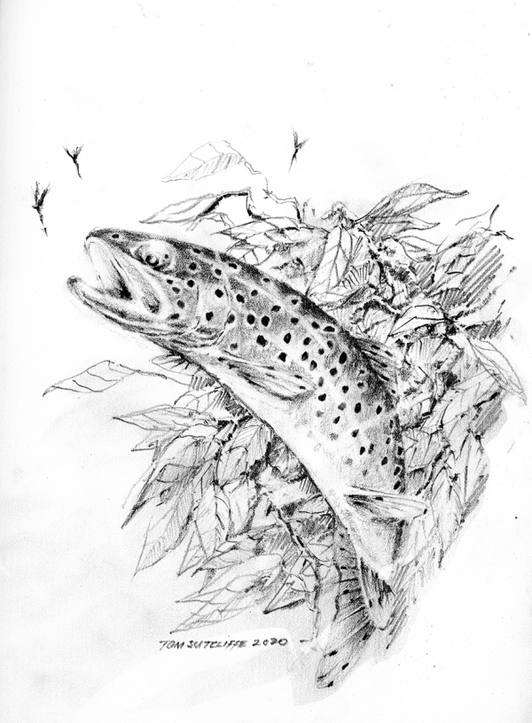 Brown trout against bankside leaves - available
