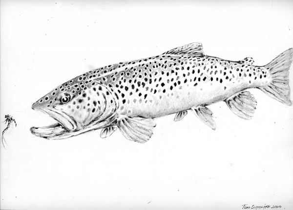 Study of a brown trout for the 3rd edition of Hunting Trout