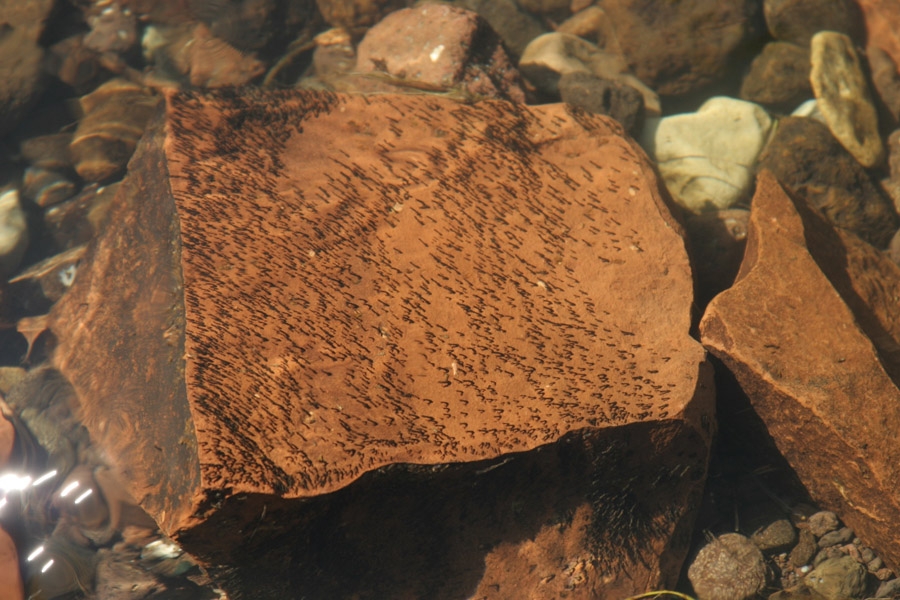 Black fly &ndash; the challenge by Ed Herbst.