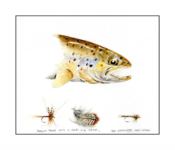 Profile brown trout 20 x 24