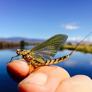 Extracts from my 23 November 2014 fly fishing newsletter &ndash; Tom Sutcliffe