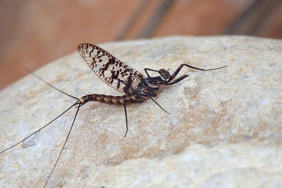 OCTOBER 2015 FLY-FISHING NEWSLETTER