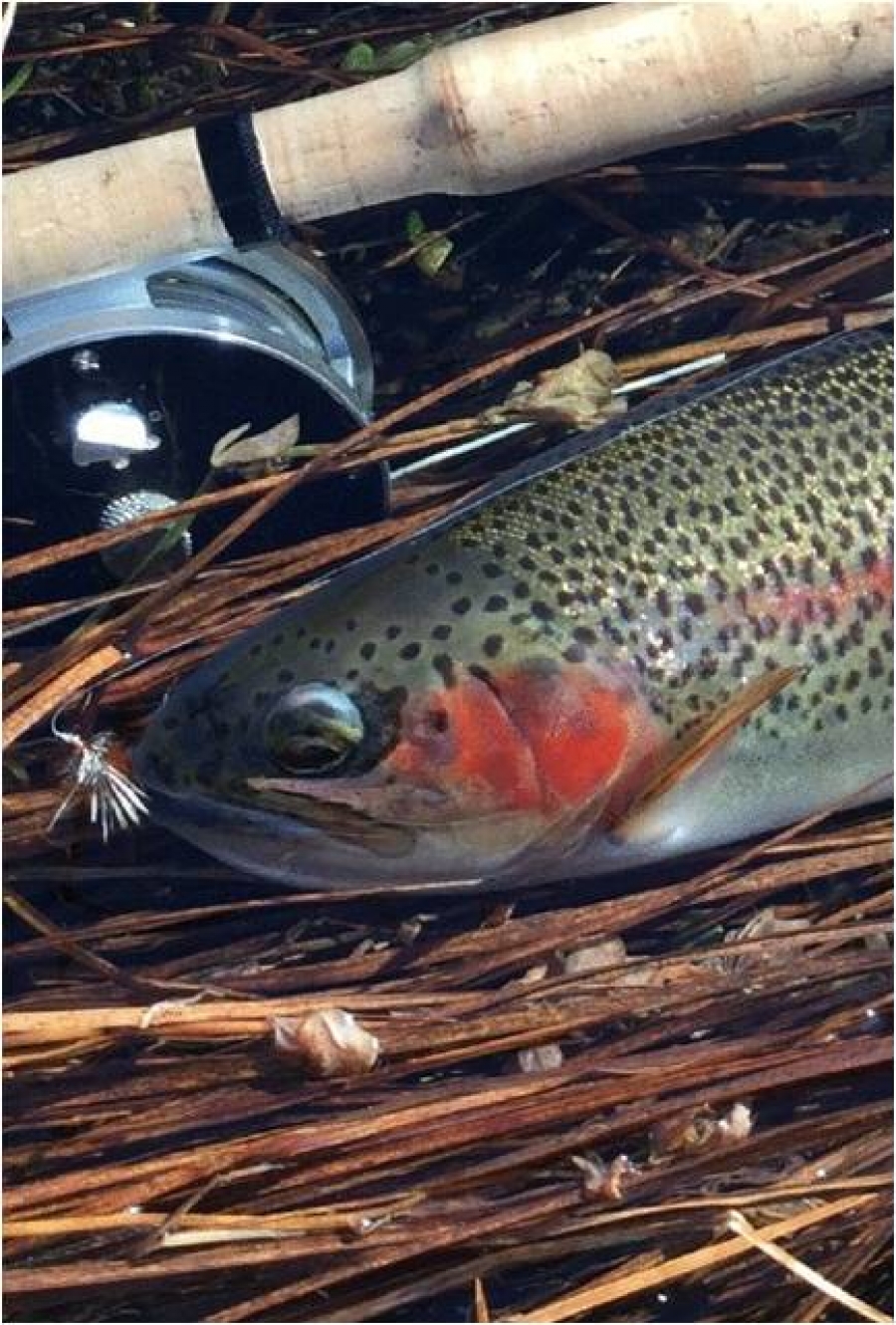 EXTRACTS FROM MY JUNE 2016 FLY FISHING DIARY