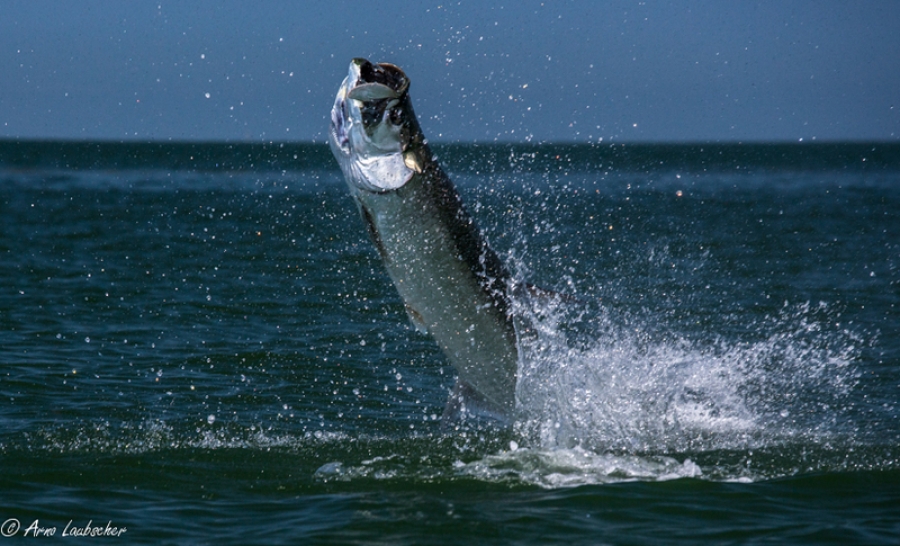 Arno Laubscher takes some dramatic tarpon pictures on a recent trip to Florida