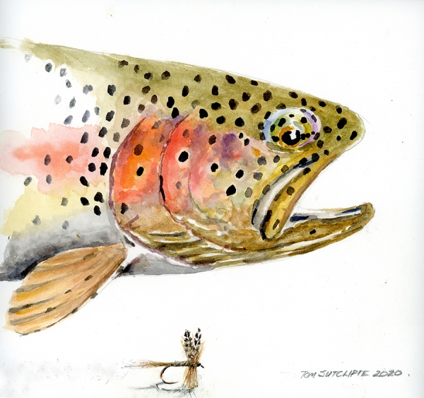 Head of a rainbow trout