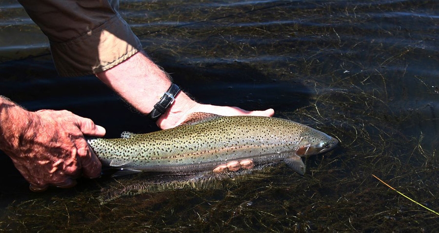 How to fish technical stillwater &ndash; By Alan Hatton images by Tom Sutcliffe