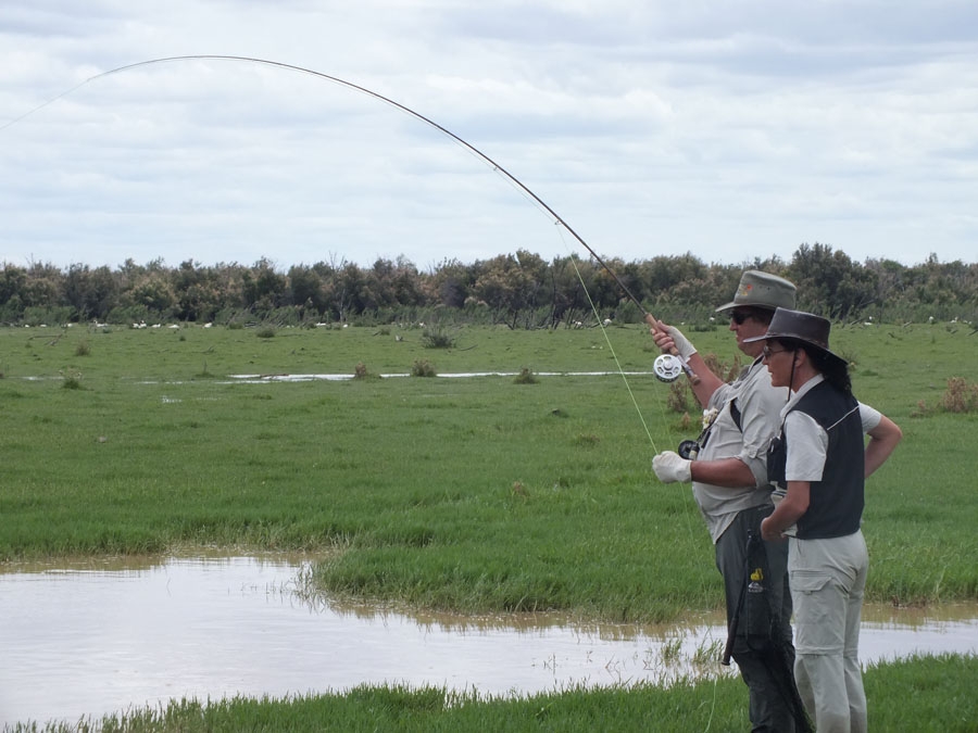 Barbel on Beetles by Ed Herbst