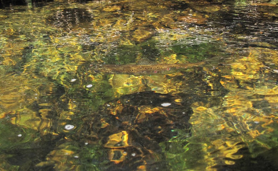 Field testing new patterns &ndash; by Stephen Dugmore