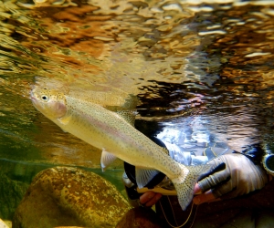 On photography and 'blowing out' fish