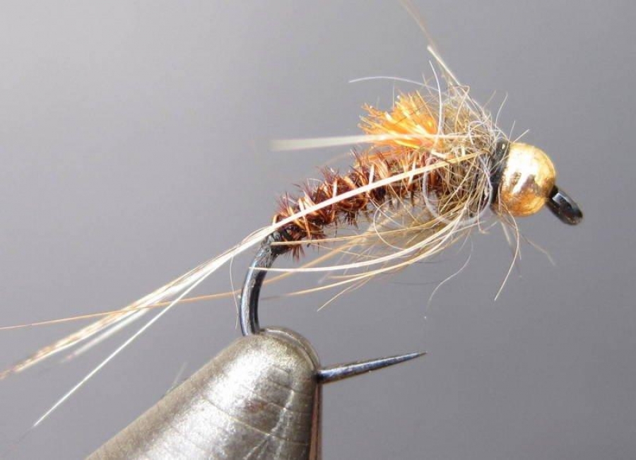 Evolutionary aspects of the modern nymph