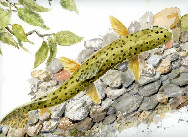 Brown trout over pebbles