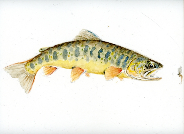 White spotted char