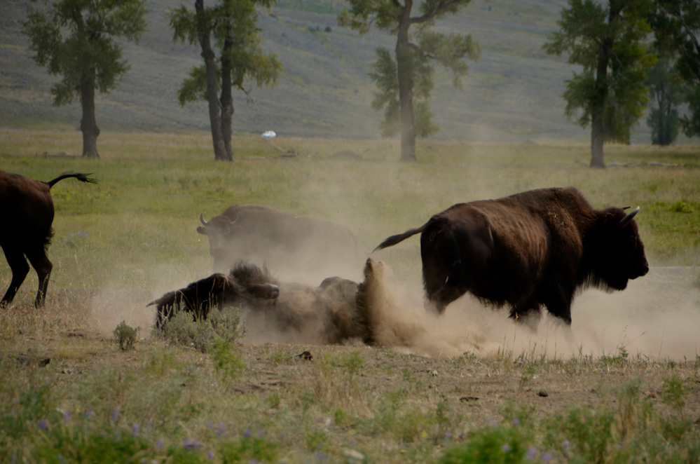 10. Bison at very close range 