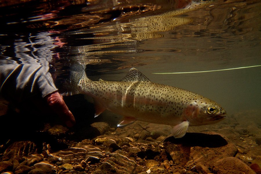 1 A. sterkspruit release