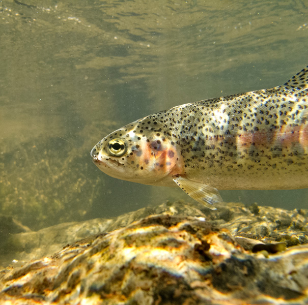2. Rainbow with pretty markings Sterkspruit