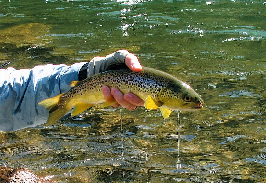 Berg_Bown_Peter_Brigg