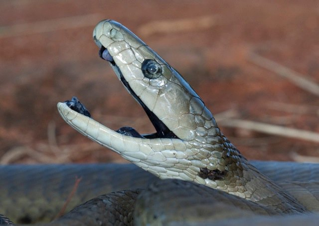 Black_Mamba_Dendroaspis_polypepis._Pic_Johan_Marais