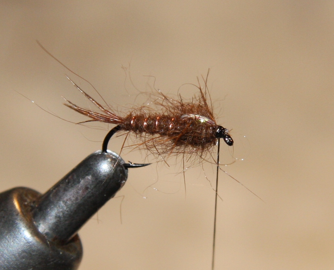 Brown_flashback_nymph