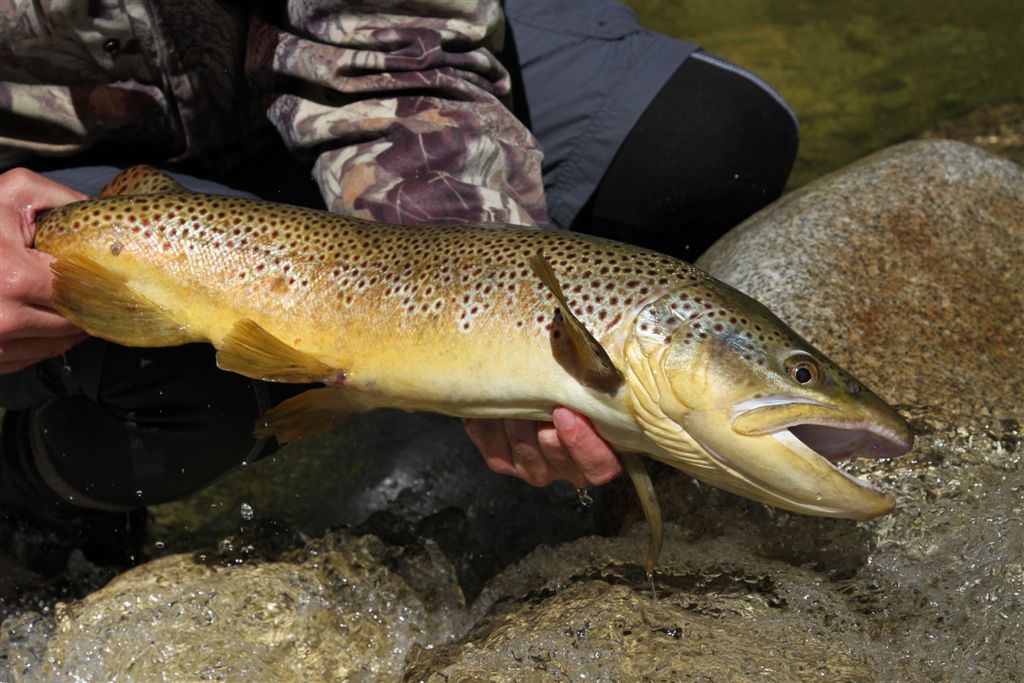 Browns_feeding_on_mice