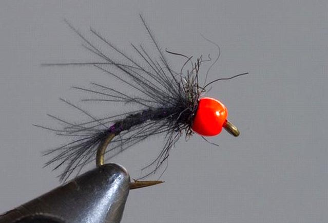 CDC_Nymph