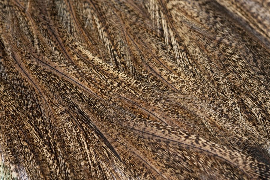 COQ_de_LEON_HACKLE1