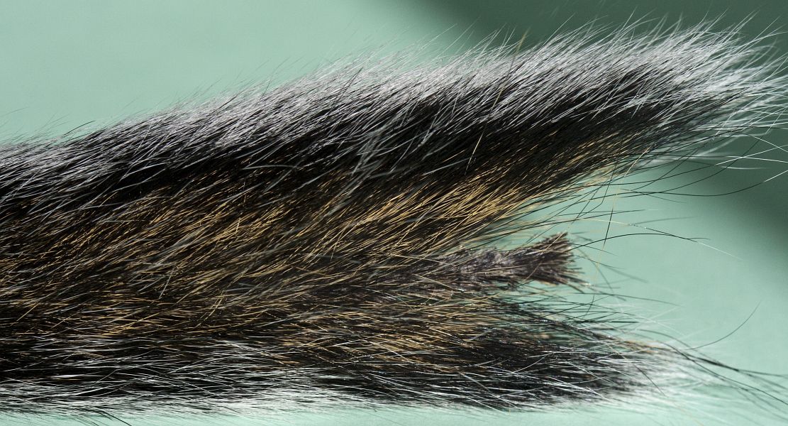 Cape_squirrel_tail