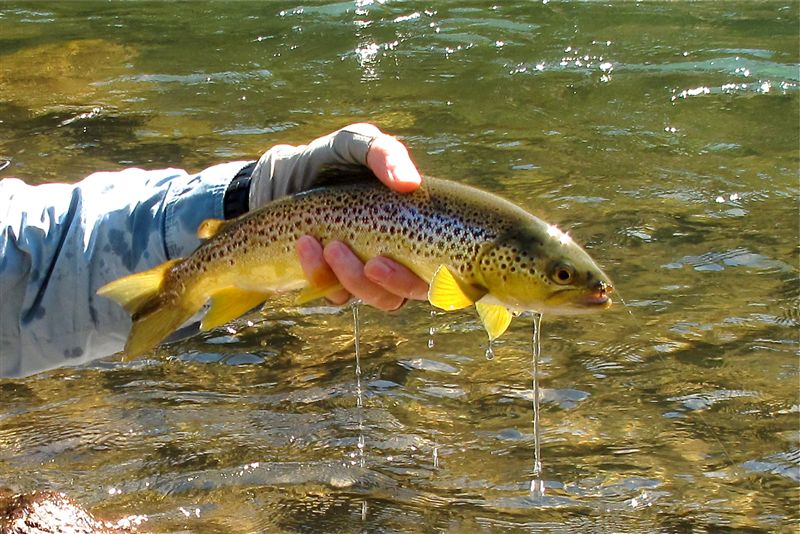 DBerg_Stream_Brown