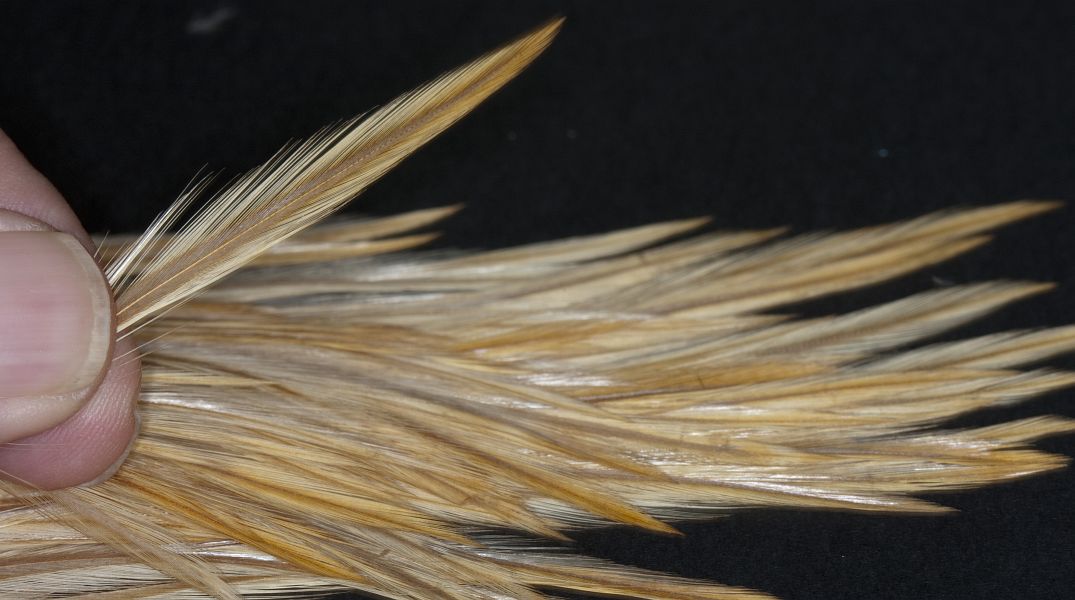 RAB_1-18_SELECTING_RAB_HACKLE_TIPS1